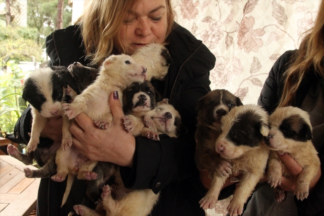Kırklareli'de ölen "Garip"in 9 yavrusuna bir hayvansever sahip çıktı